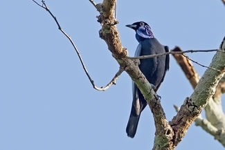 Kaalnekvruchtenkraai - Gymnoderus foetidus Kaalnekvruchtenkraai - Gymnoderus foetidus